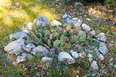 Kaktüs, çeşitli kaktüsler peyzaj