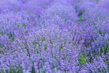 Kırım lavanta alanında. Kırım Provence. 
