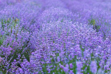 Kırım lavanta alanında. Kırım Provence. 