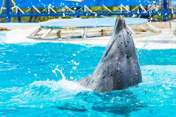 Dolfijnen en andere zeedieren voert truc — Stockfoto