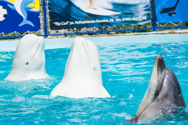 Delfínů a dalších mořských živočichů provádí trik — Stock fotografie