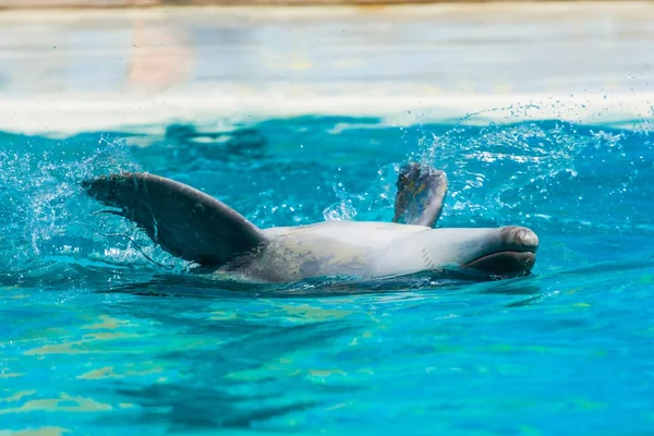 Dolfijnen en andere zeedieren voert truc — Stockfoto