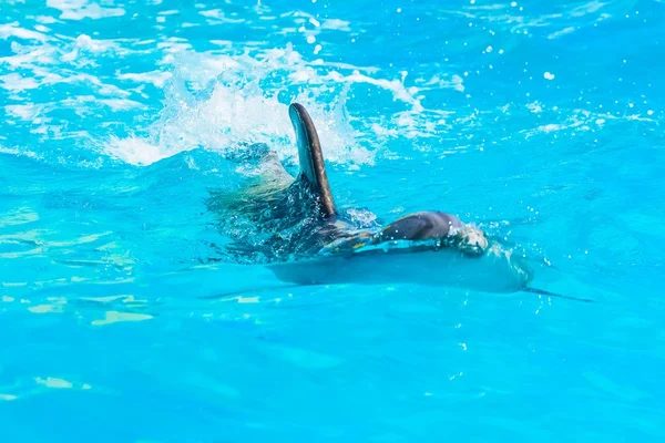 Dolfijnen en andere zeedieren voert truc — Stockfoto