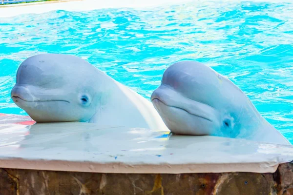 Dolfijnen en andere zeedieren voert truc Rechtenvrije Stockfoto's