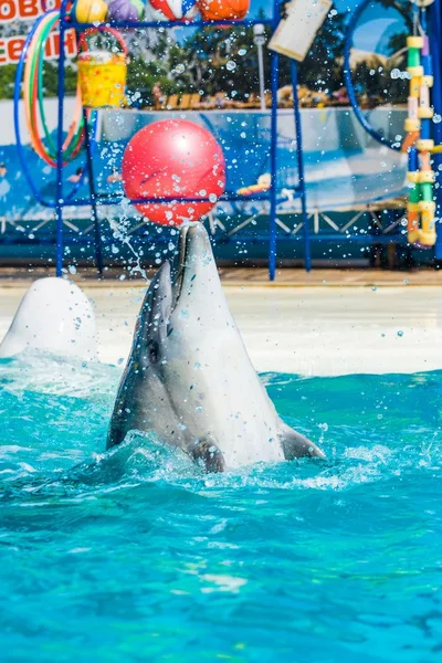 Delfiner och andra marina djur utför trick Stockbild