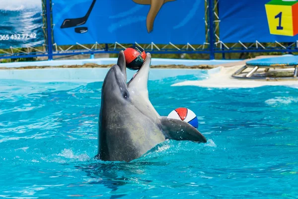 Dolfijnen en andere zeedieren voert truc Stockfoto