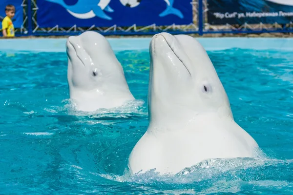 Delfiner och andra marina djur utför trick Stockfoto