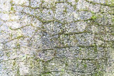 Fazla büyümüş taş el bagajı dokusuna 