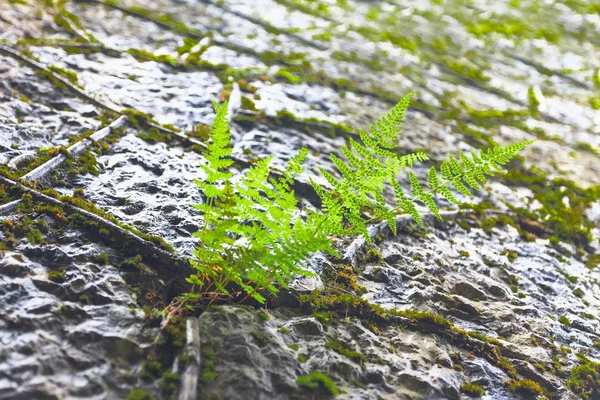 石头的手提行李，杂草丛生的纹理 — 图库照片