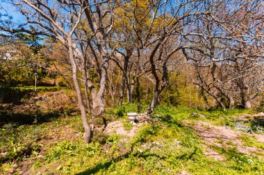 Kırım Güney sahil üzerinde güzel park