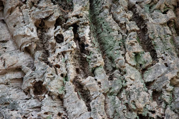 Rinde Des Stammes Eines Korkenbaums Nahaufnahme — Stockfoto