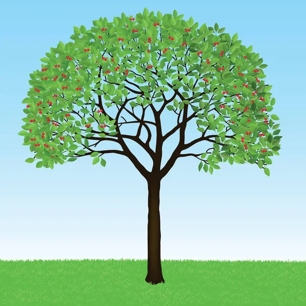 Cerisier Feuilles Fruits Illustration Vectorielle Isolée — Image vectorielle
