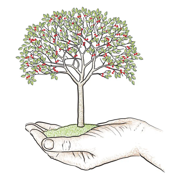 Kersenboom Met Bladeren Vruchten Geïsoleerde Vectorillustratie — Stockvector
