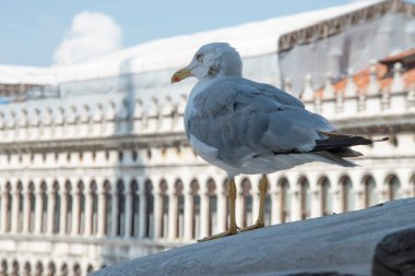 Procuratie Vecchie, Piazza San Marco 'da yükseliş, Venedik, İtalya, Avrupa