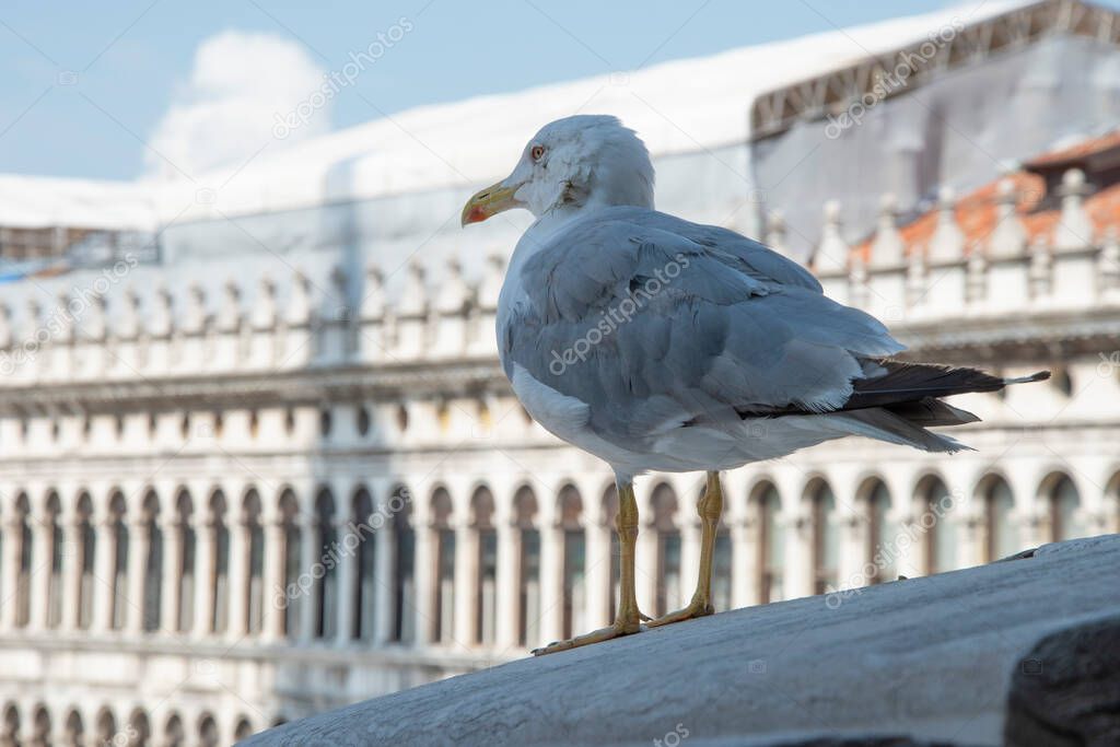 The Procuratie Vecchie, elevation in Piazza San Marco, city of Venice, Italy, Europe