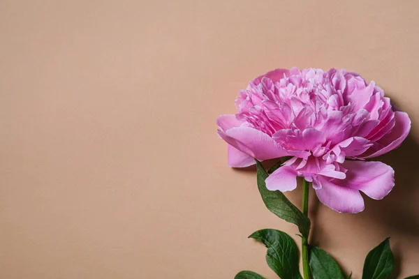 Bela Flor Peônia Rosa Fundo Bege Conceito Dia Dos Namorados — Fotografia de Stock