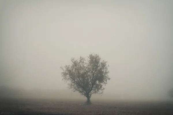 Strom v mlze — Stock fotografie