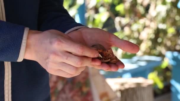 Man ripe walnut nut cleans looking — Stock Video