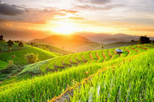 Terraços de arroz com fundo de sol no Ban Papongpieng Chiangmai — Fotografia de Stock