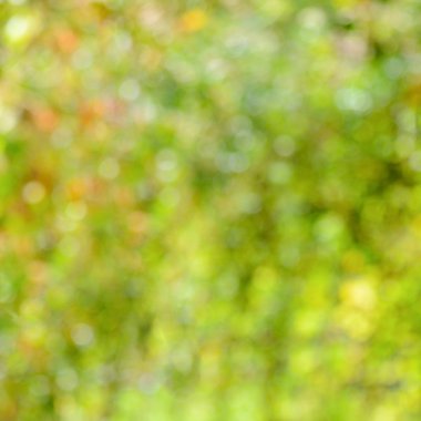 Yeşil Doğa arka plan bulanıklık