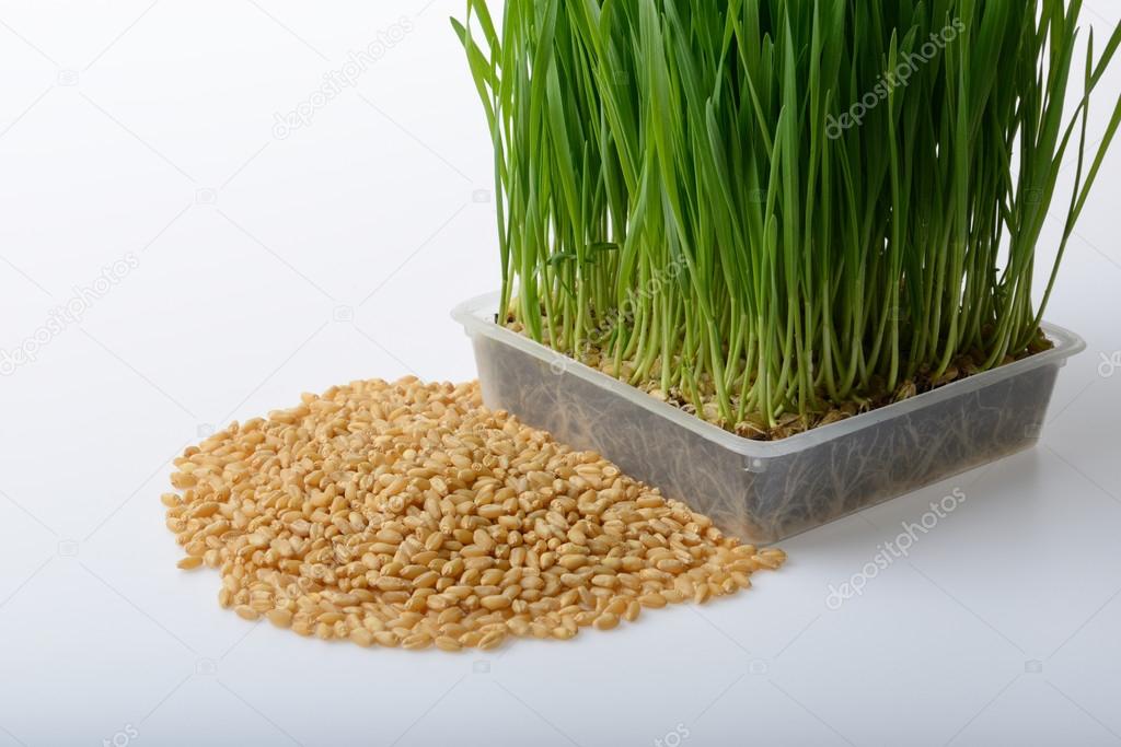 wheat grass and wheat grains