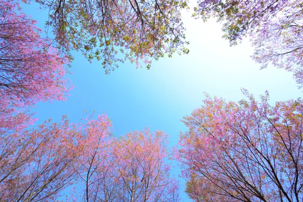 çerçeve vahşi Himalaya kiraz, pembe Cherry Blossoms ile mavi Sk