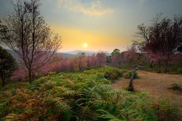 Belo cenário de pôr-do-sol na floresta flores sakura rosa em Ph — Fotografia de Stock