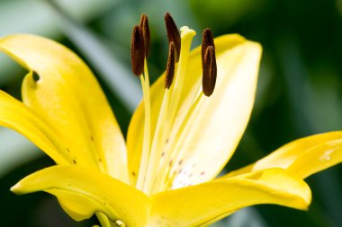 Büyük sarı zambak