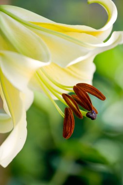 Beyaz zambak stamens