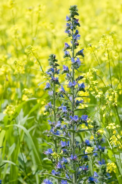 简单的蓝色花 — 图库照片