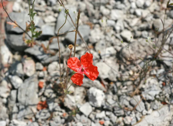 Desert red poppy — Stock Photo, Image