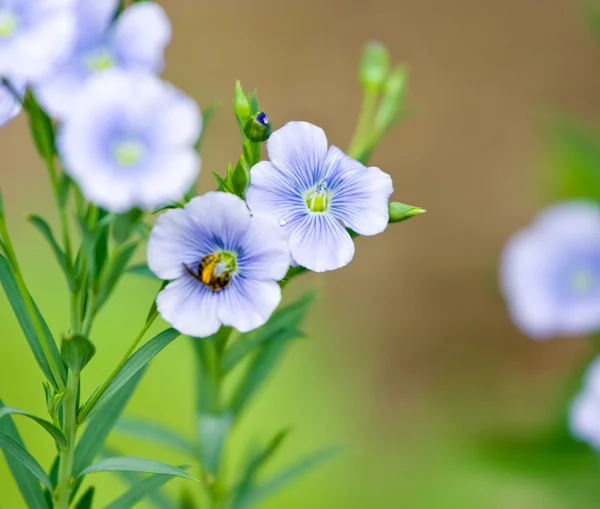 Niebieskie kwiaty lnu — Zdjęcie stockowe
