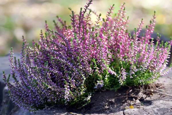 Rosafarbene Heide — Stockfoto