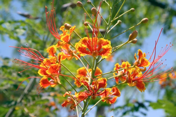 Caesalpinia pulcherrima fiori — Foto Stock