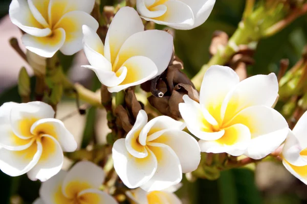 Weiße und gelbe Plumeria-Blüten — Stockfoto