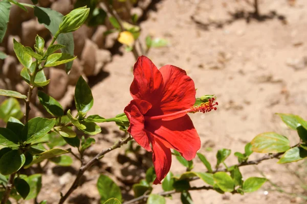 Fiori di ibisco rosso nel giardino tropicale — Foto Stock