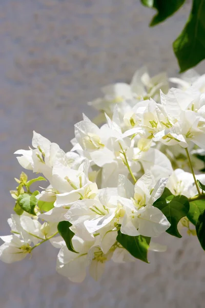 Bougainvillea bianca — Foto Stock