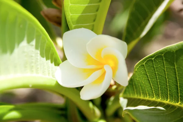 흰색과 노란색 plumeria 꽃 스톡 사진