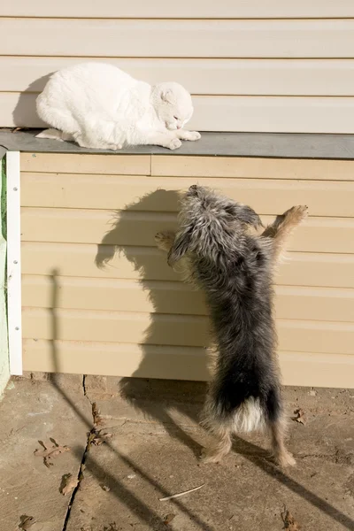 Hund und Katze lizenzfreie Stockbilder