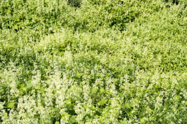 Kumarhaneyi çalılıkları