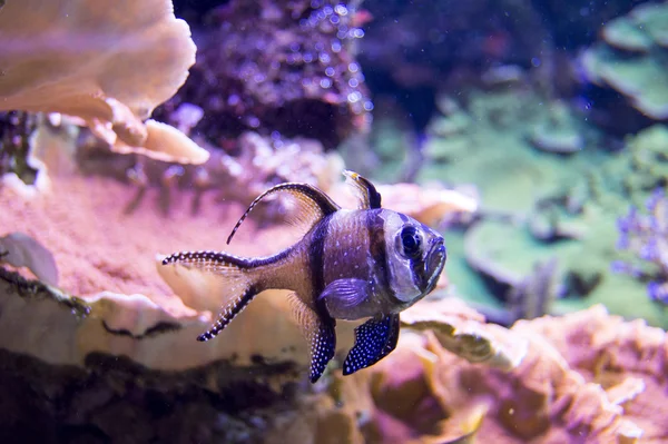 Peixes de aquário — Fotografia de Stock