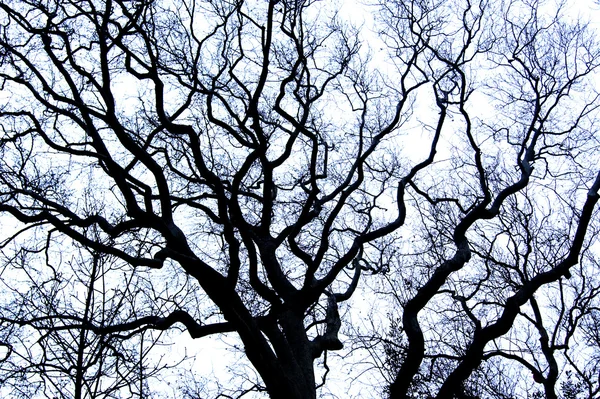 Gökyüzüne karşı boğumlu ağaç — Stok fotoğraf