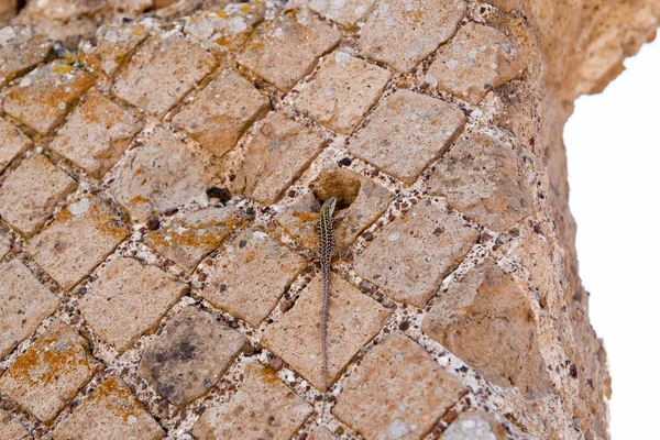 古色古香的壁蜥蜴 — 图库照片
