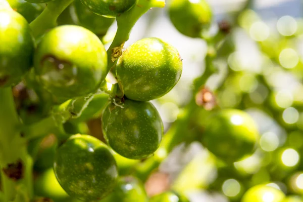 Green fruit — Stock Photo, Image