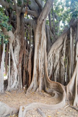 Banyan
