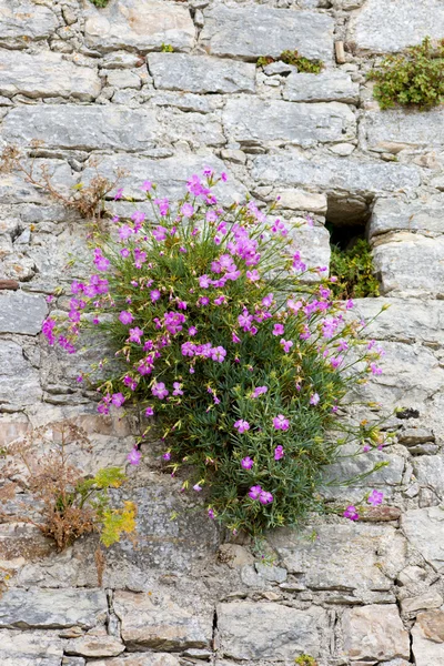 Flowering bush in the wall