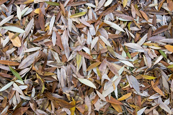 Dry autumn leaves — Stock Photo, Image