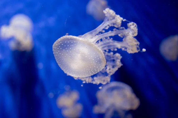 Jellyfish Stock Image