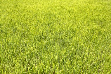 yeşil çimenler yakın