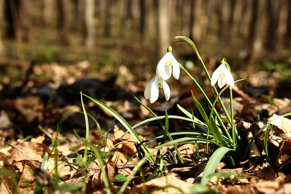 Pierwsze kwiaty przebiśnieg — Zdjęcie stockowe